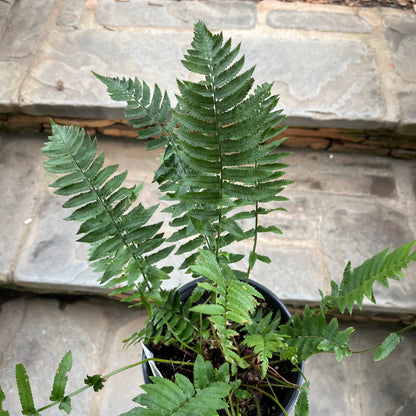 Shaggy Shield Fern