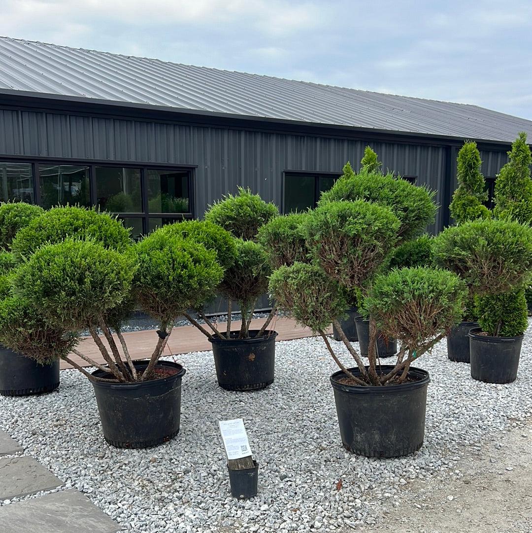 Mint Julep Juniper Topiary