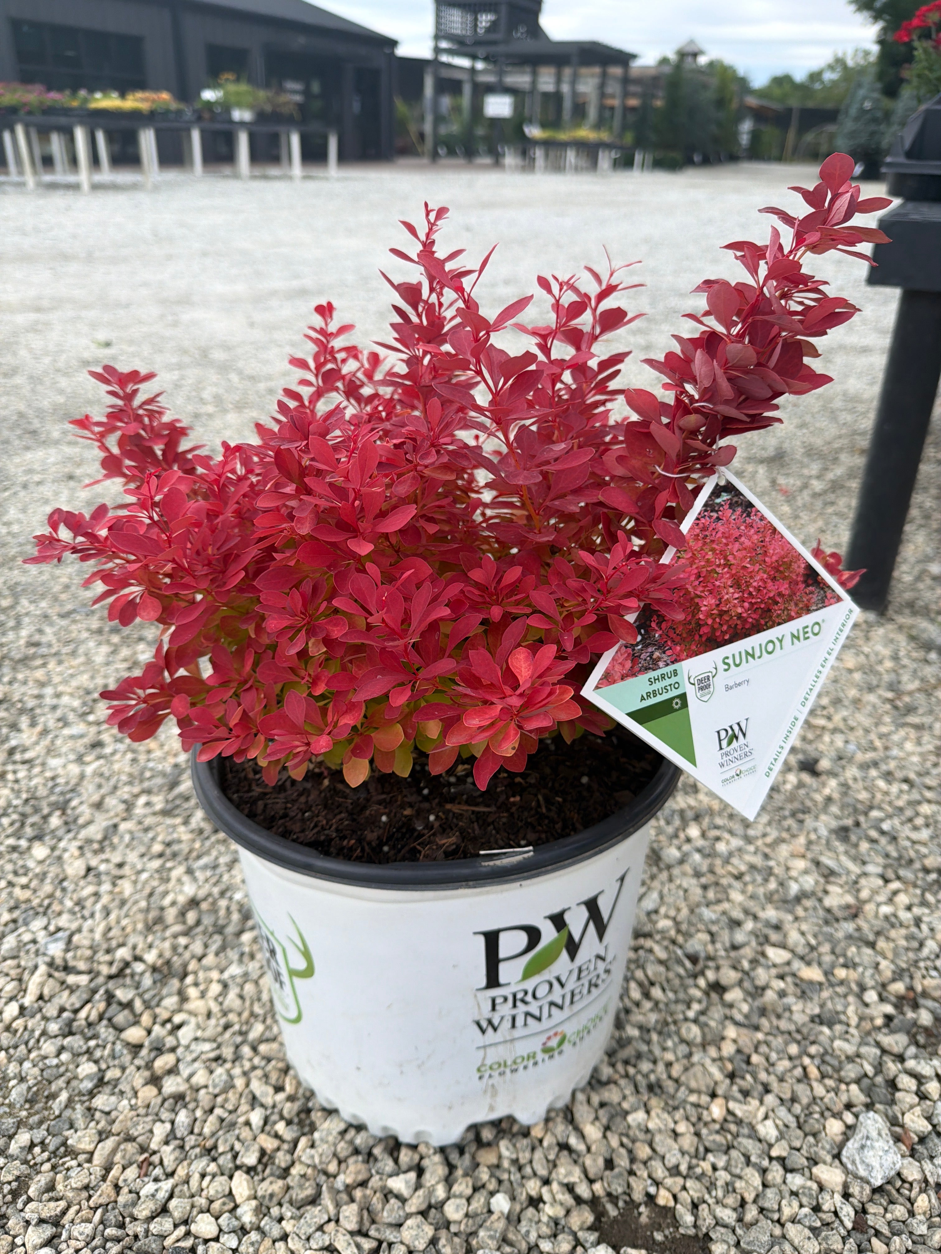 Sunjoy Neo Barberry