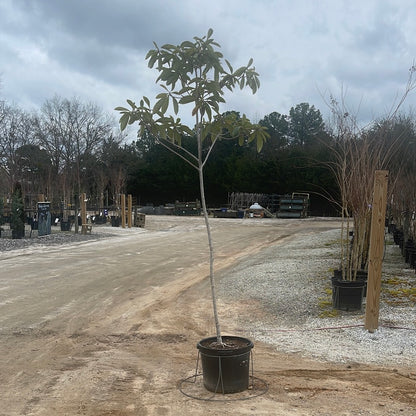 Coppertone Loquat