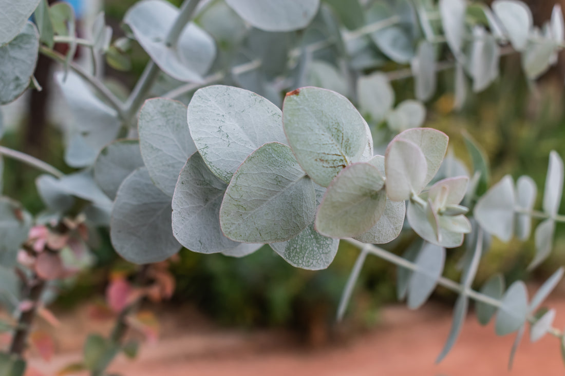 Silver Dollar Eucalyptus