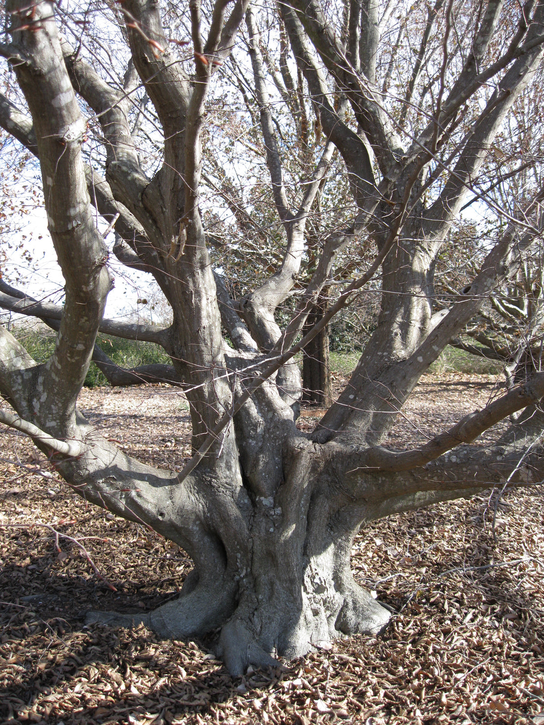 Common European Hornbeam