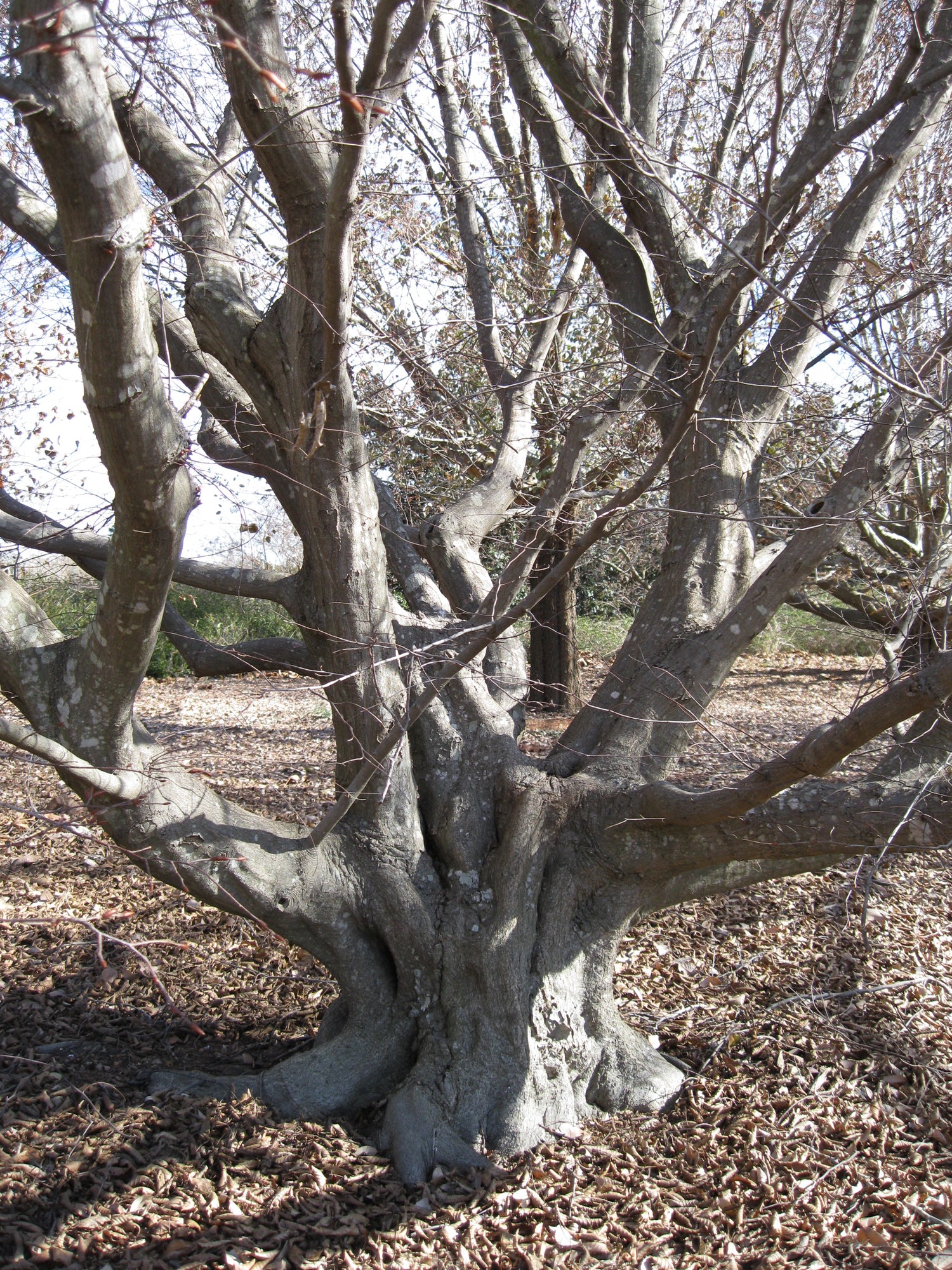Common European Hornbeam