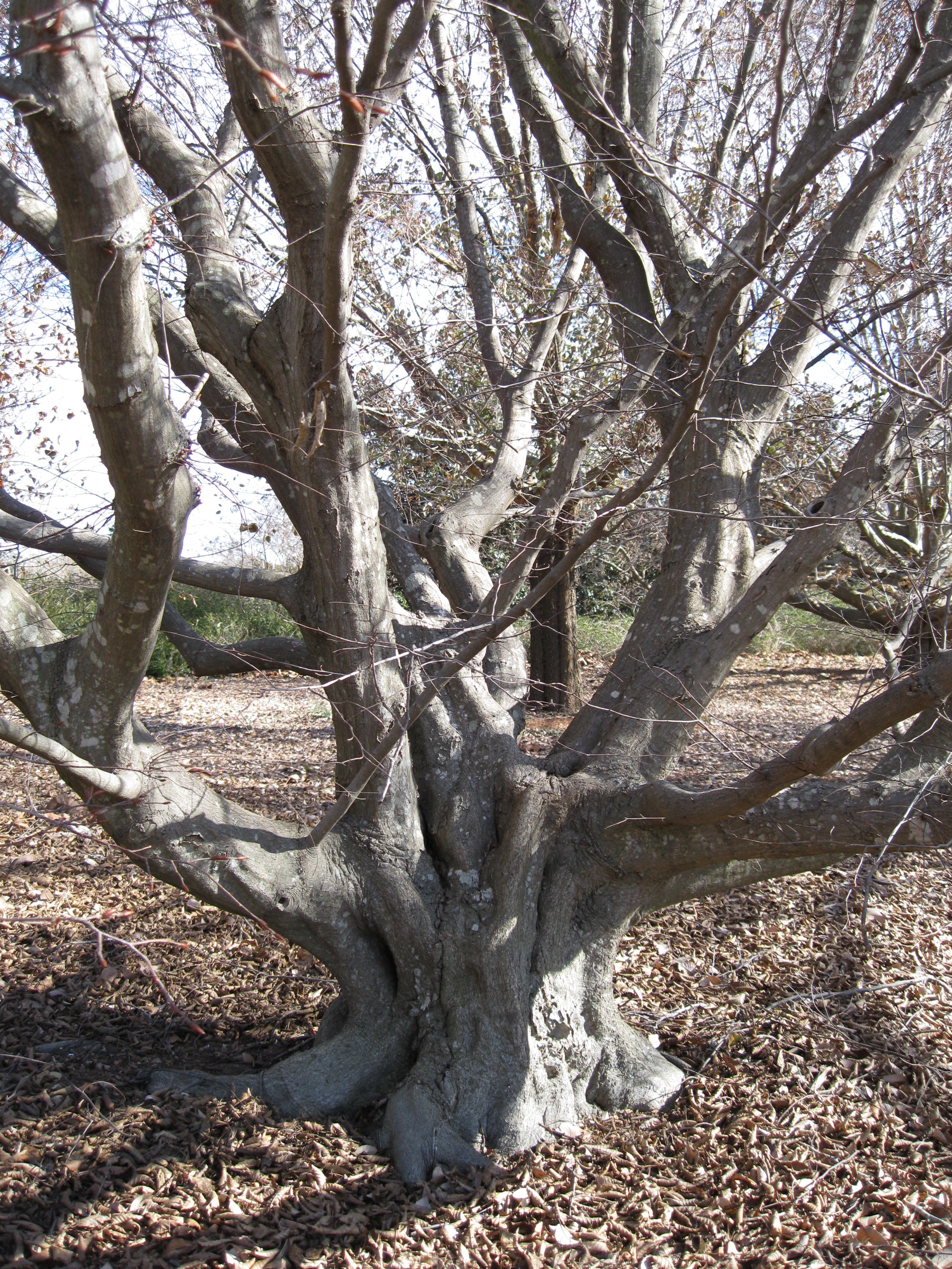 Common European Hornbeam