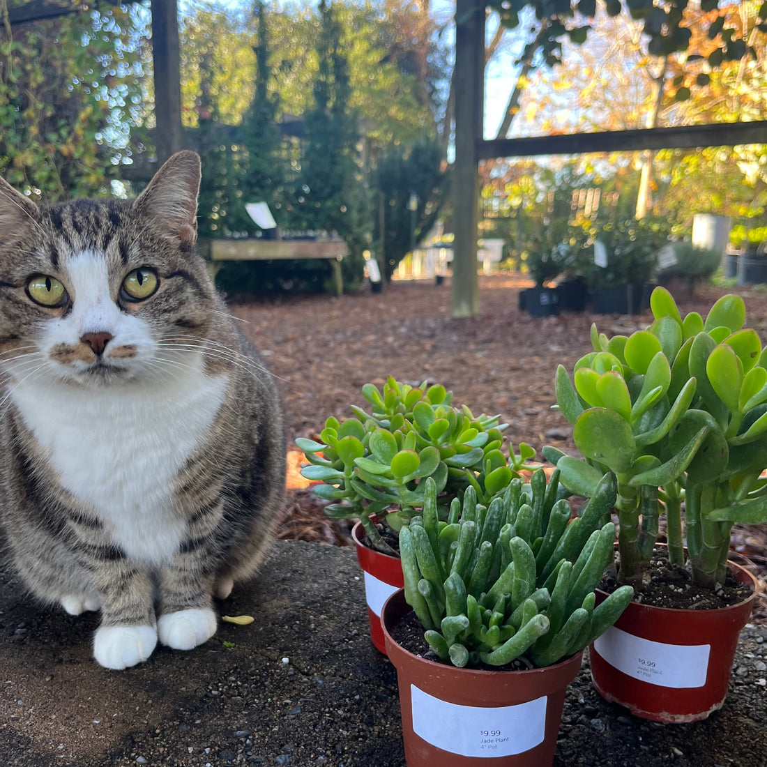 Jade Plant