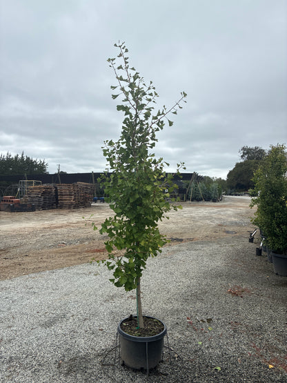 Princeton Sentry Ginkgo