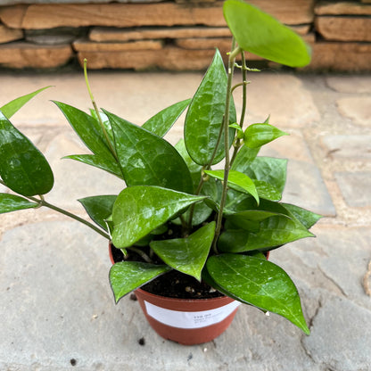 Hoya Parasitica