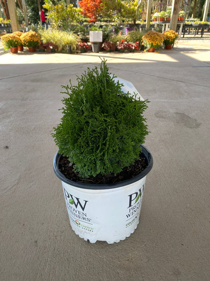 Tater Tot Arborvitae 3 Gal