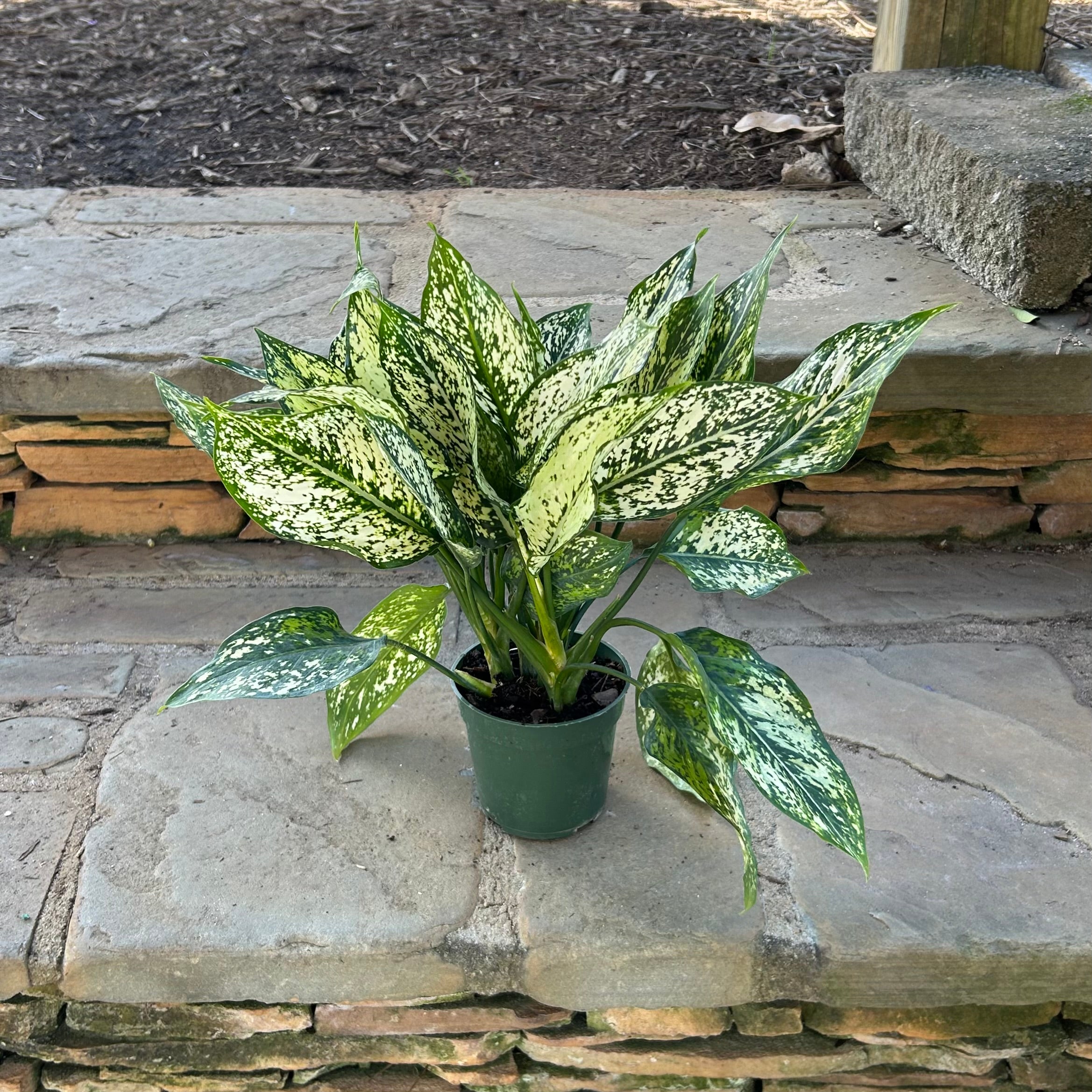 Spring Snow Aglaonema