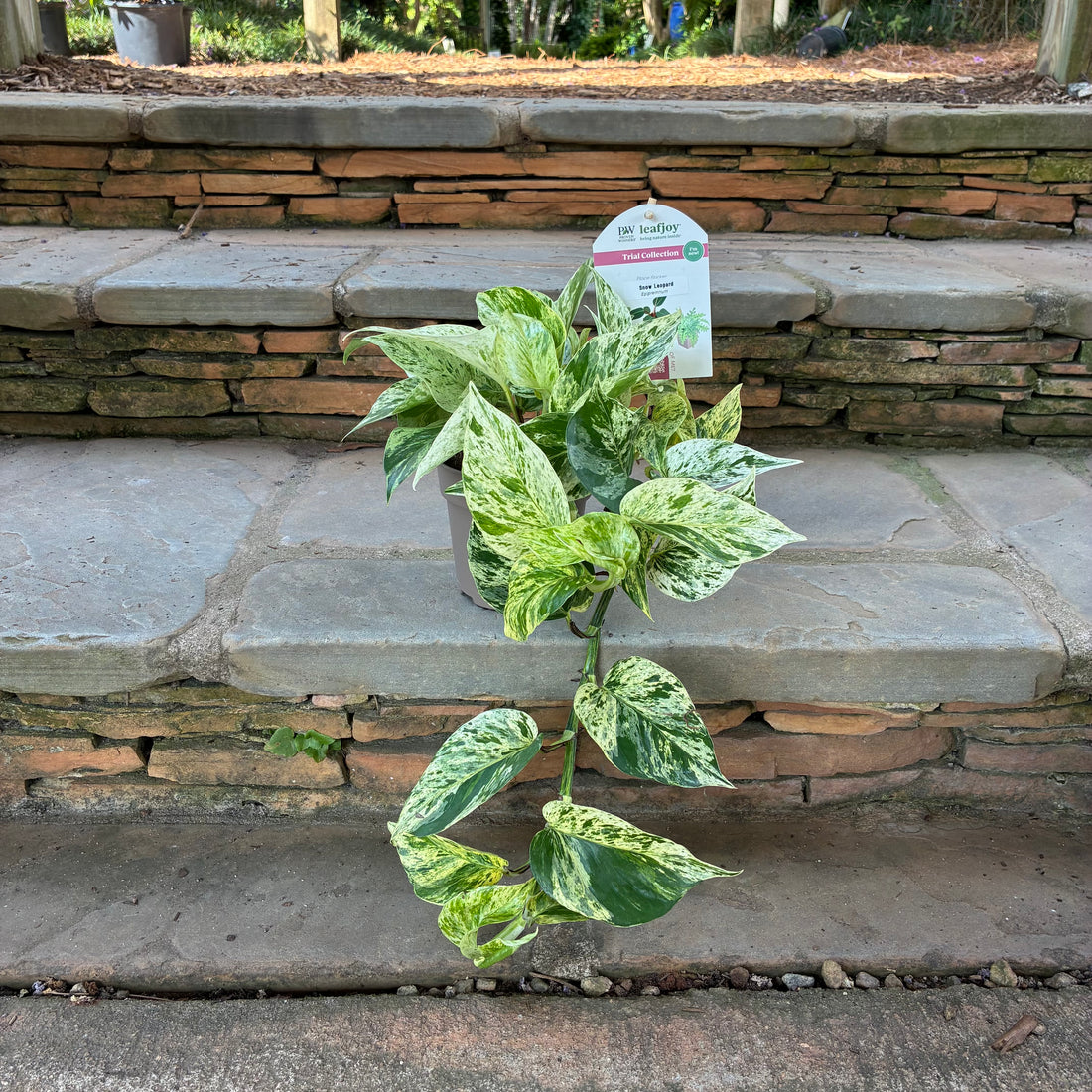Snow Leopard Pothos
