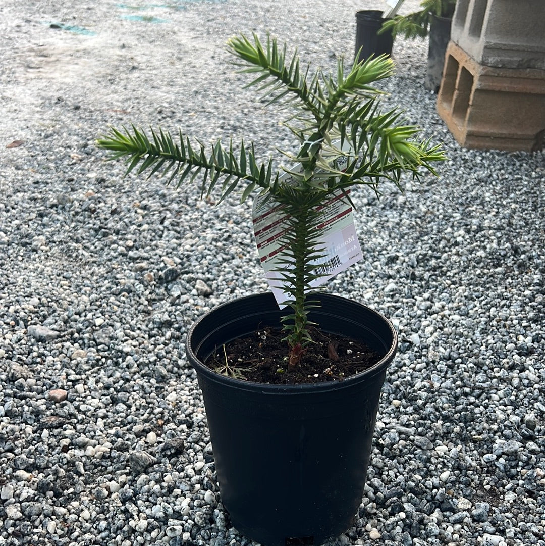 Monkey Puzzle Tree 1 Gal