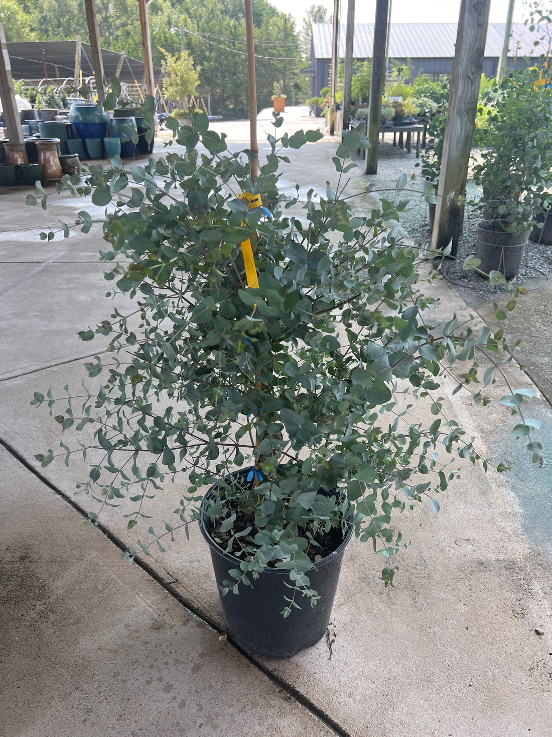 Maggie Eucalyptus 5 Gal