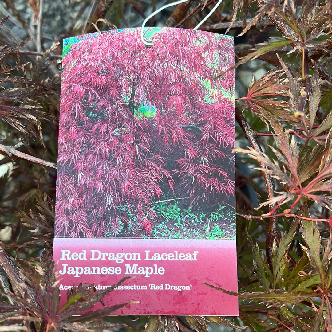 Red Dragon Japanese Maple