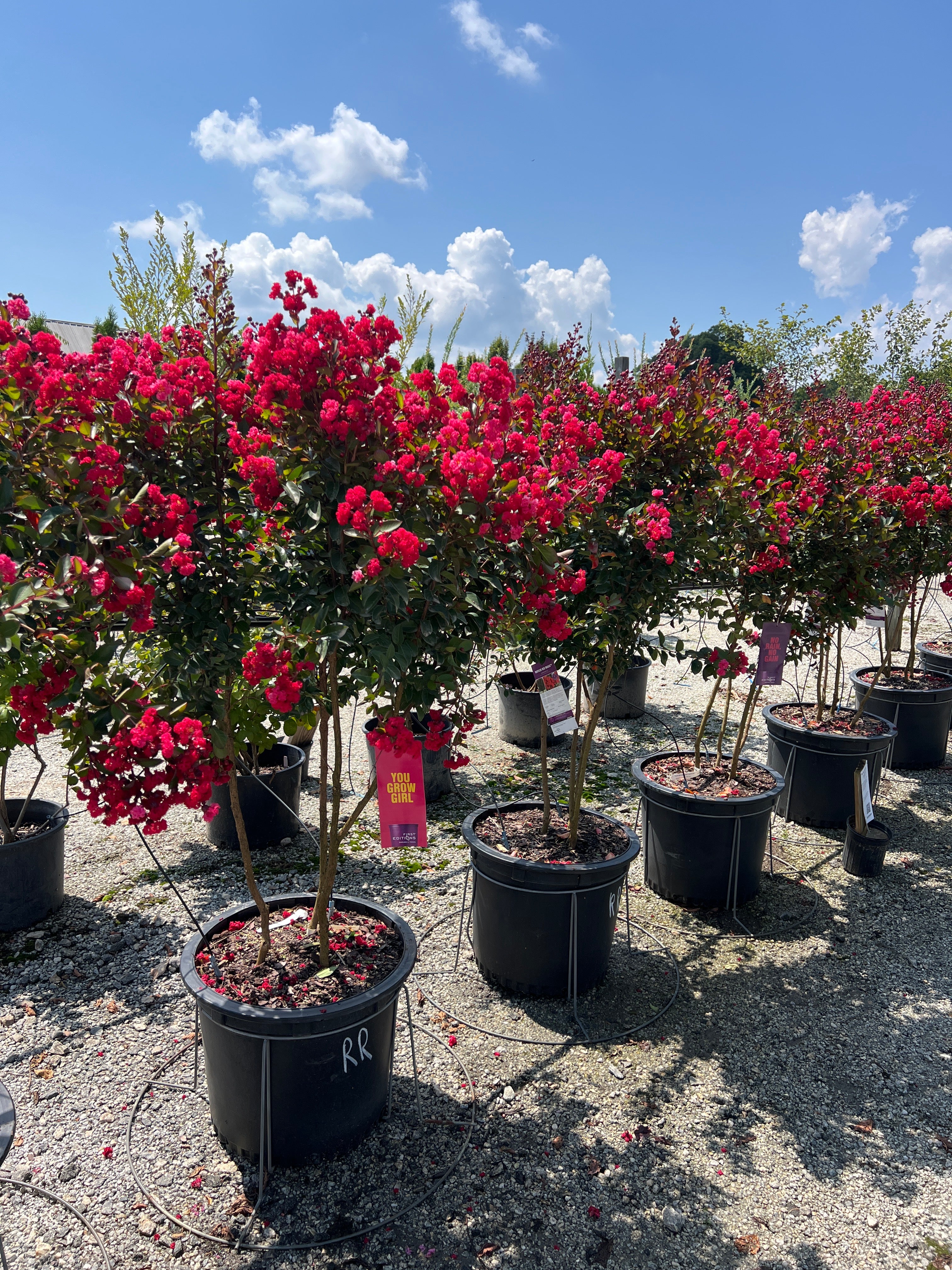 Ruffled Red Magic Crapemyrtle