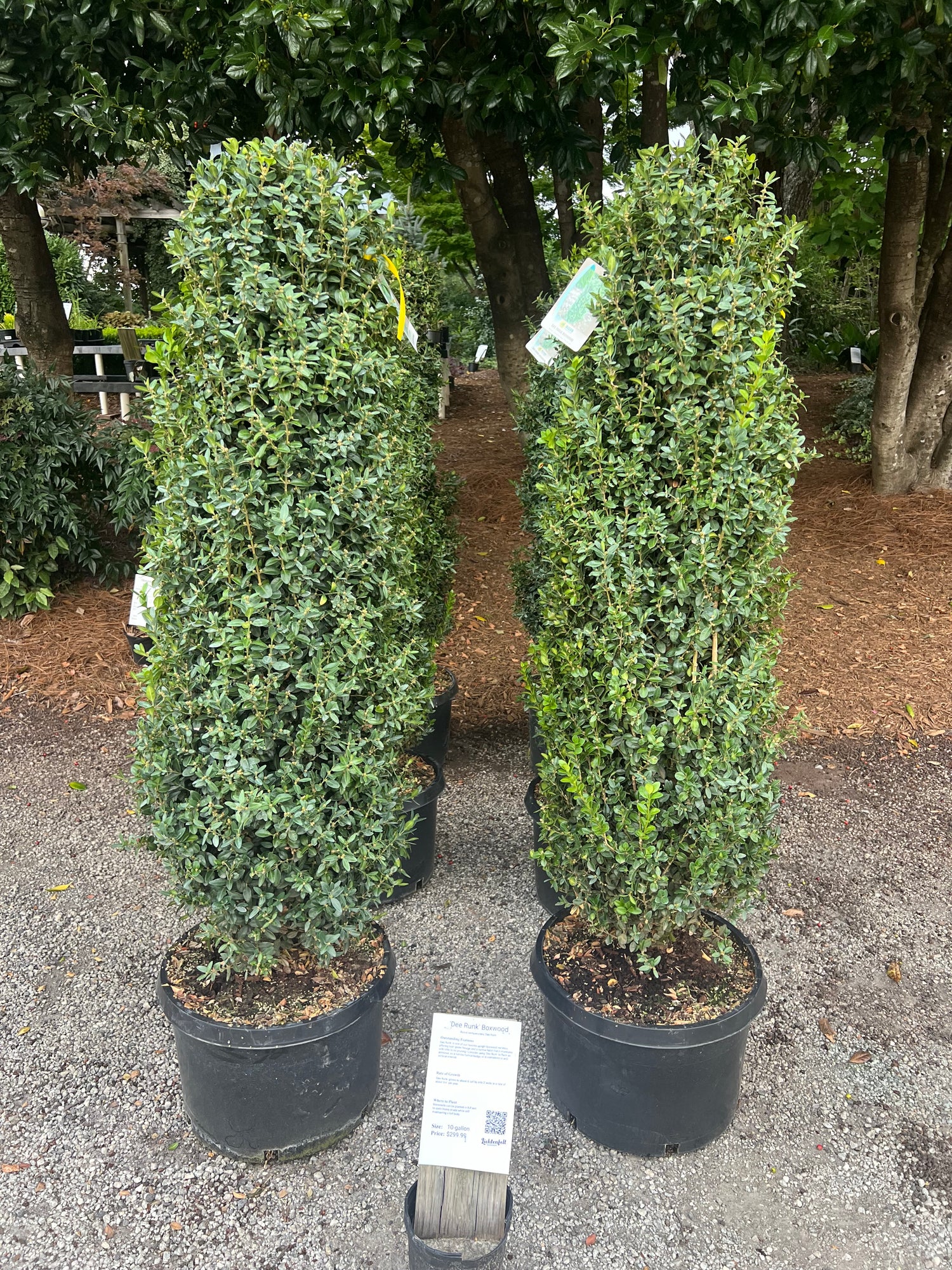 Dee Runk Boxwood