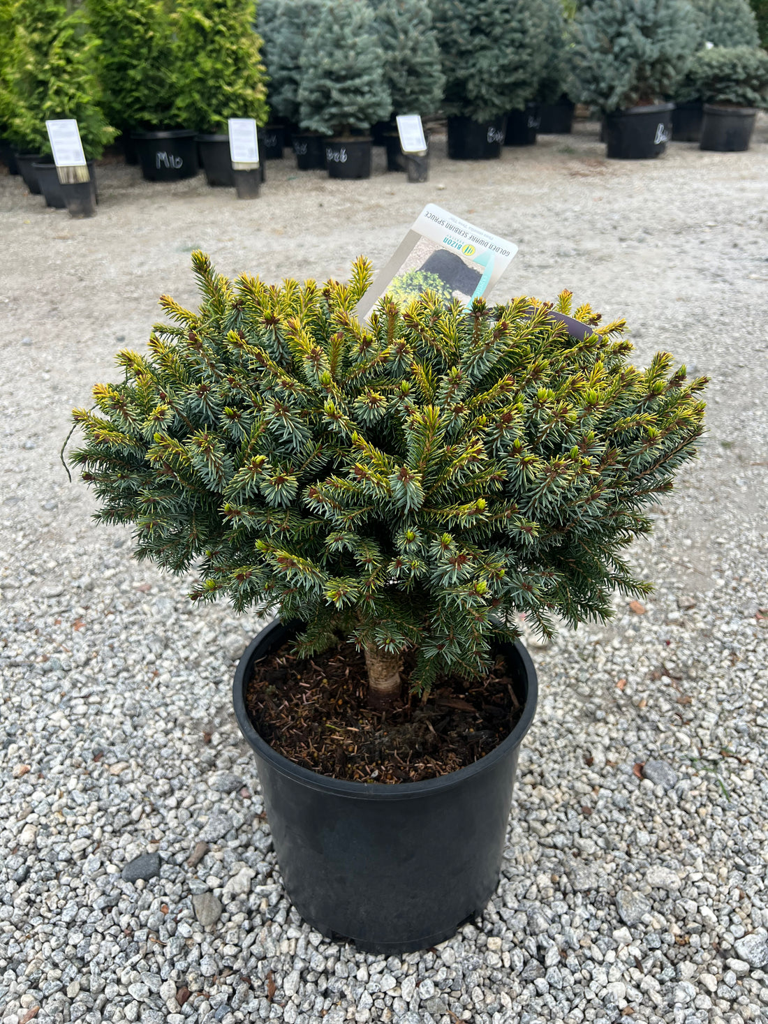 Peve Tijn Serbian Spruce