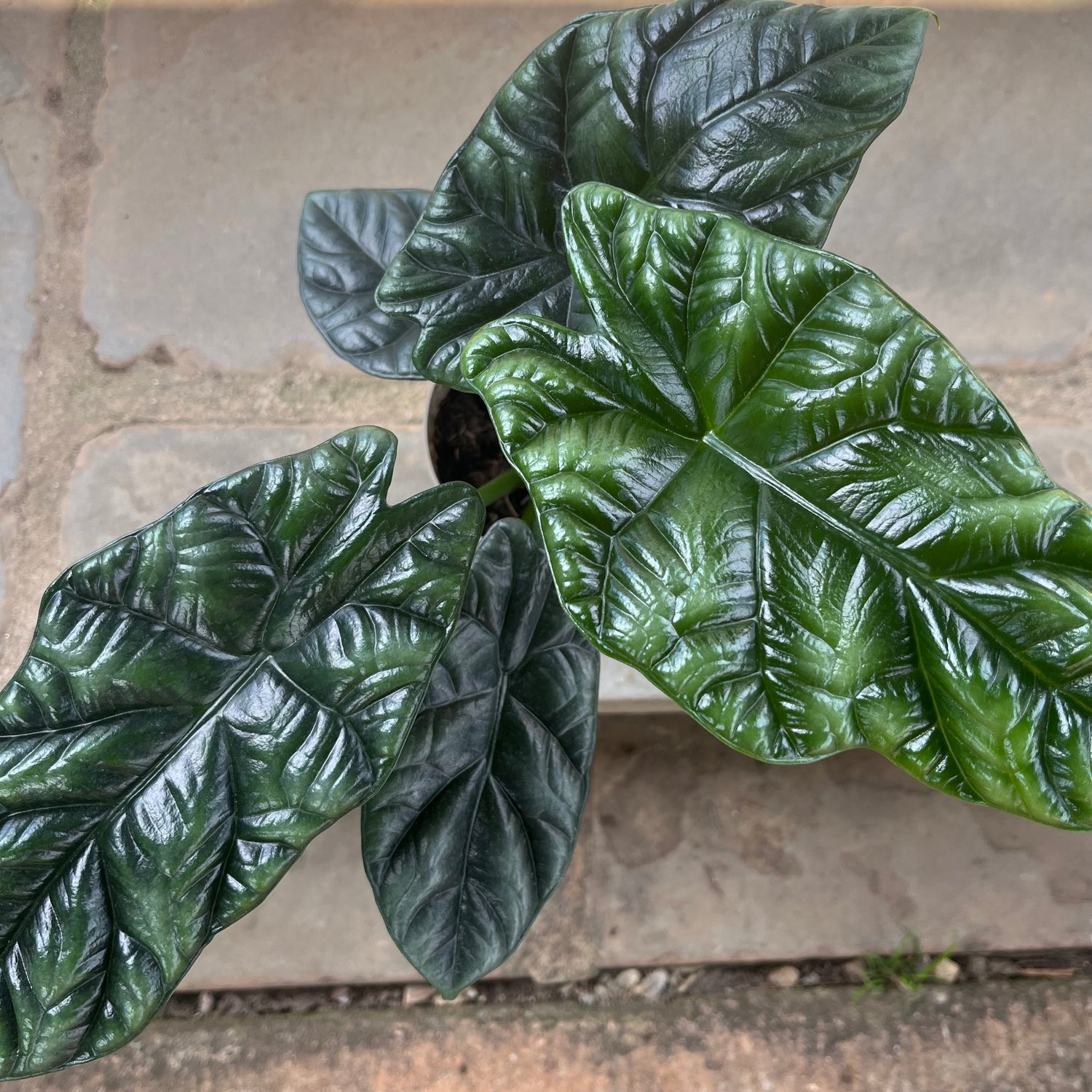 Rumplestiltskin Alocasia