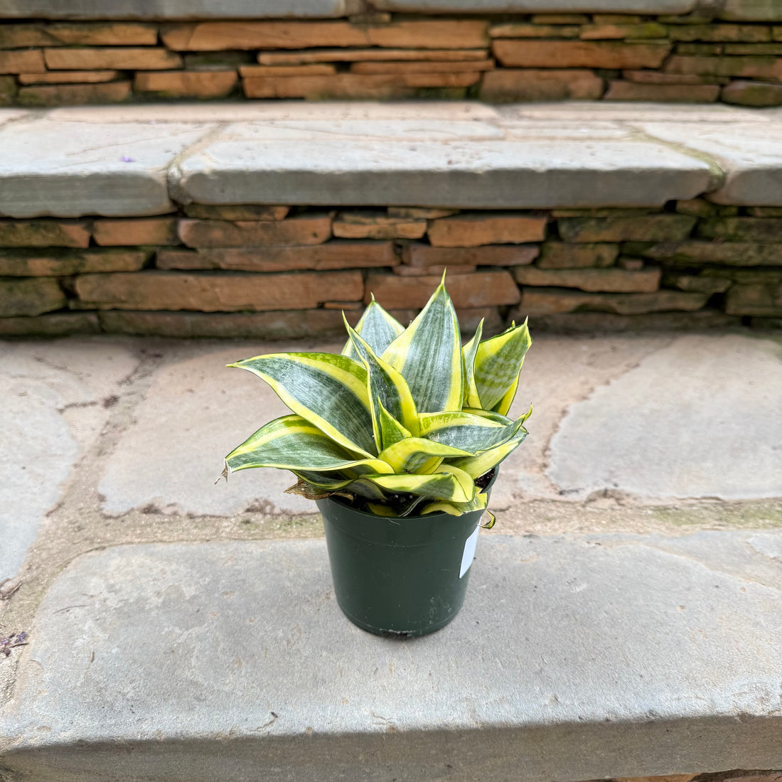 Golden Hahnii Sansevieria