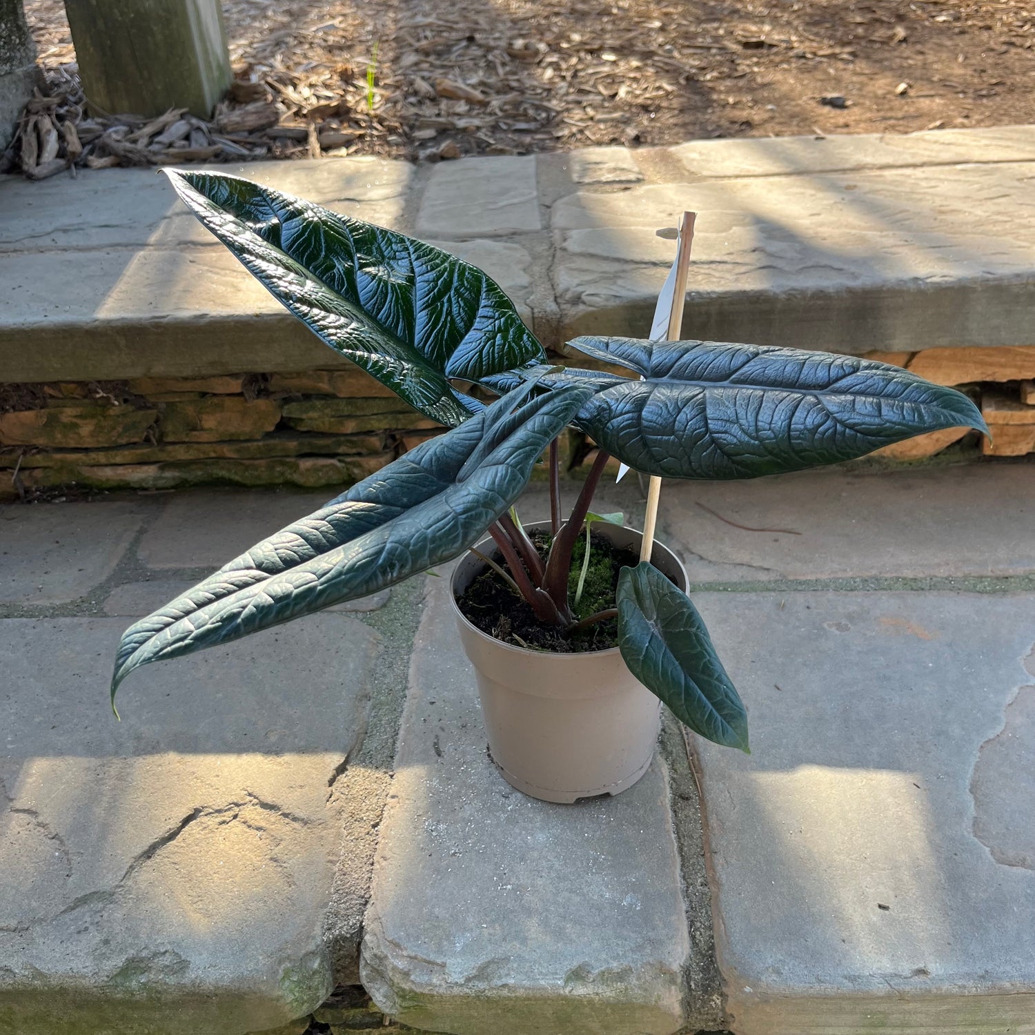 Pining For You Alocasia