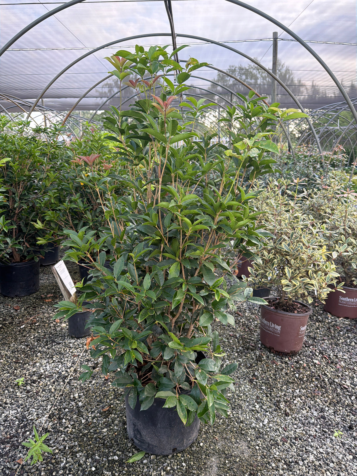 Fragrant Tea Olive
