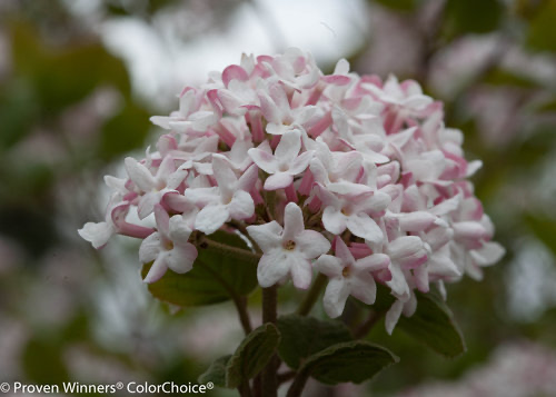 Spice Girl Viburnum