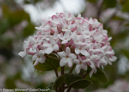 Spice Girl Viburnum