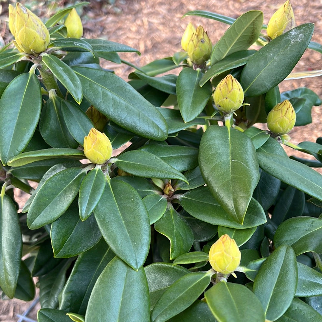 Capristano Rhododendron Rhododendron – Lichtenfelt's