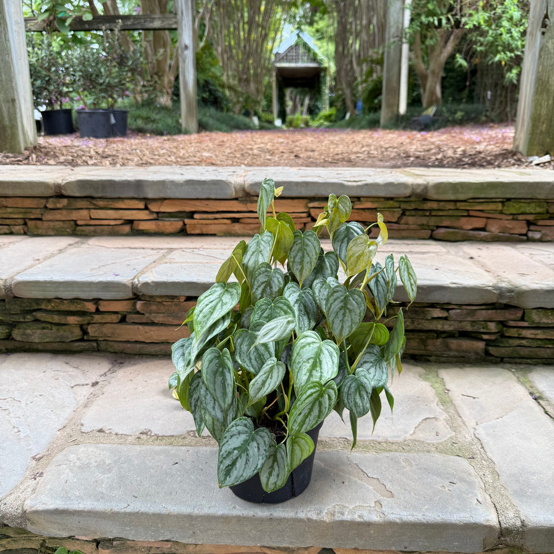 Philodendron Brandtianum