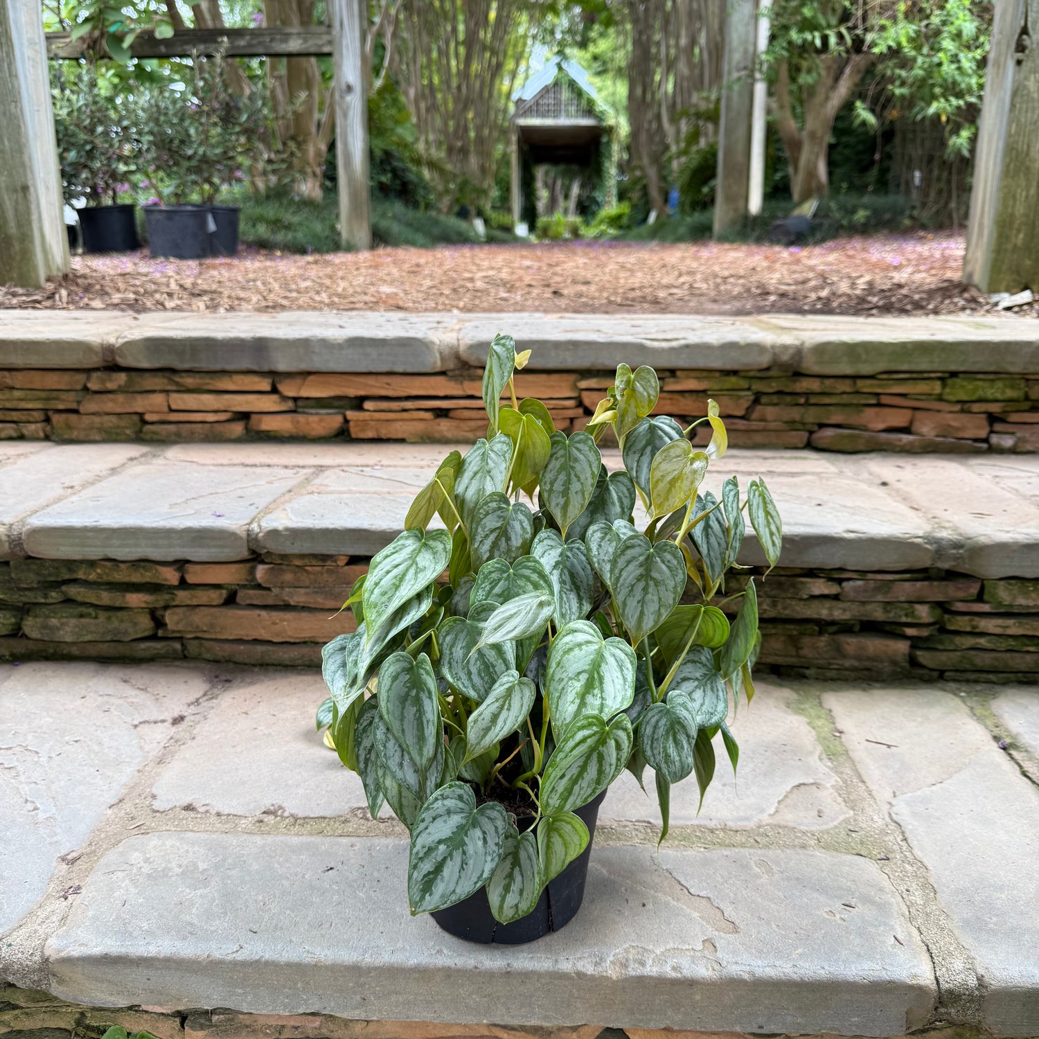 Philodendron Brandtianum