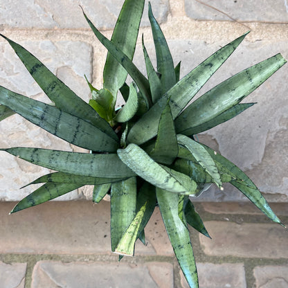 Silver Streak Sansevieria