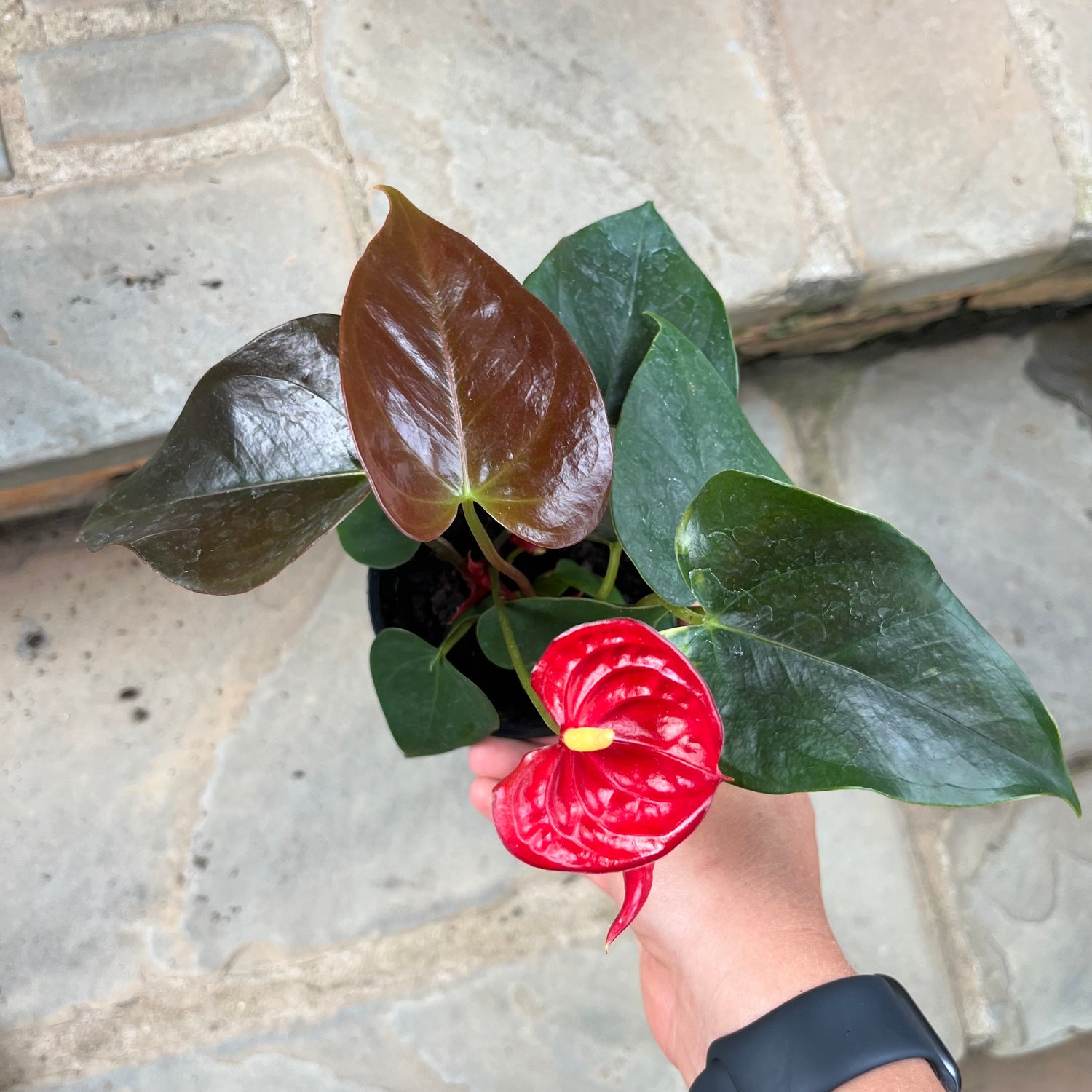 Anthurium