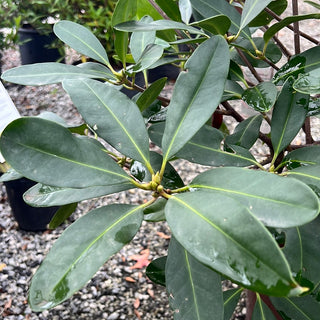 Miss Scarlet Florida Anise 3 Gal