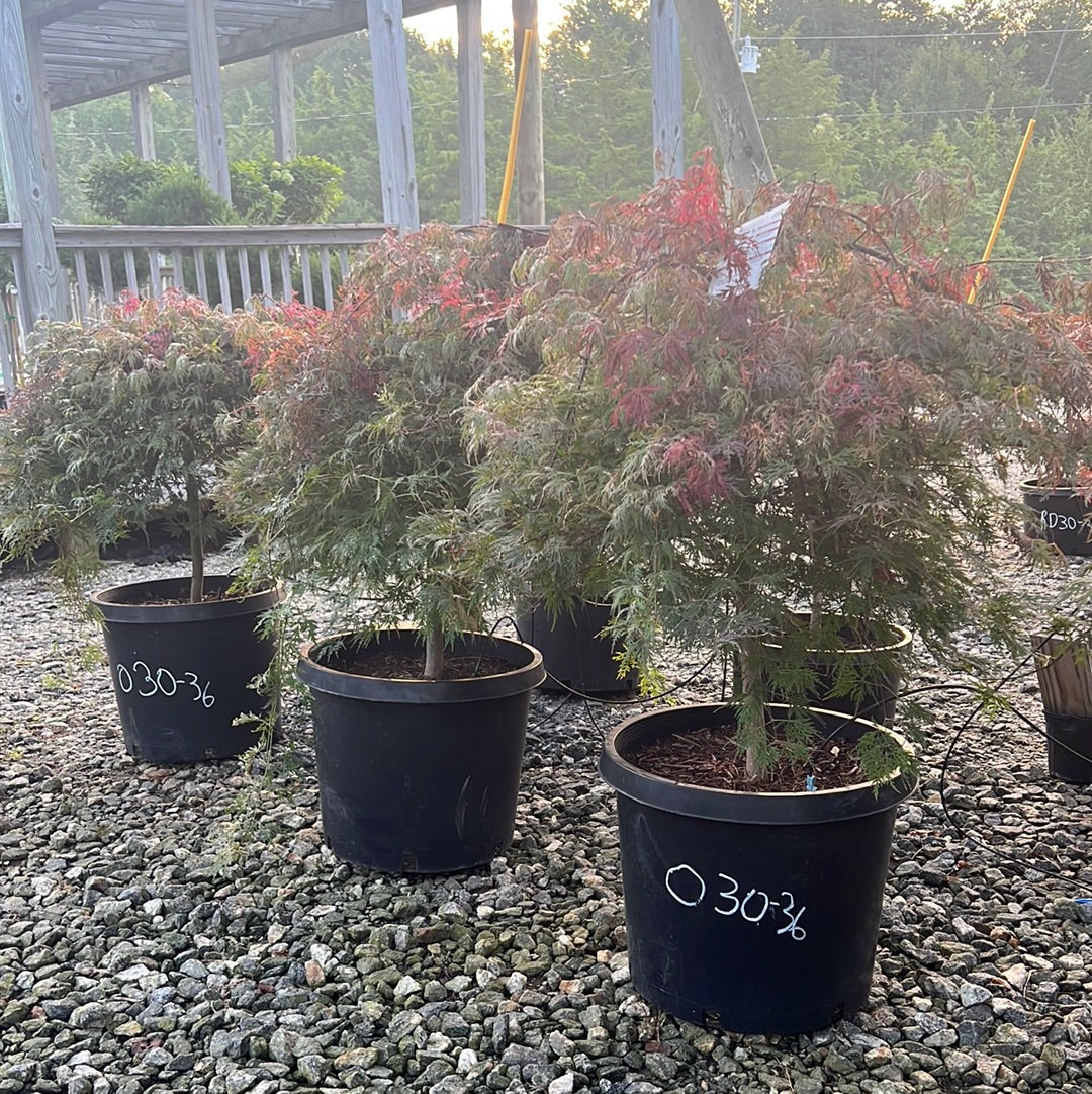 Orangeola Japanese Maple