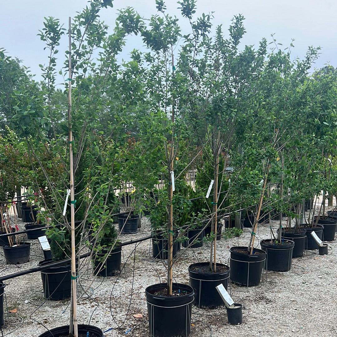 Rainbow Pillar Serviceberry 15 Gal