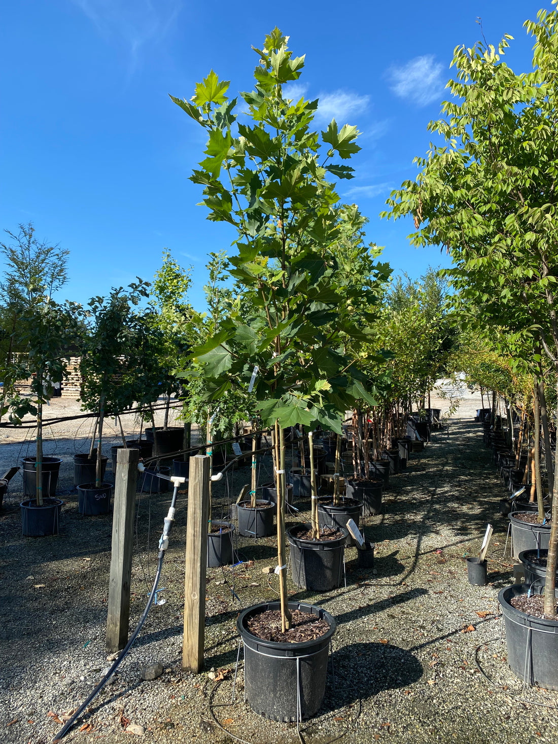 Exclamation Planetree
