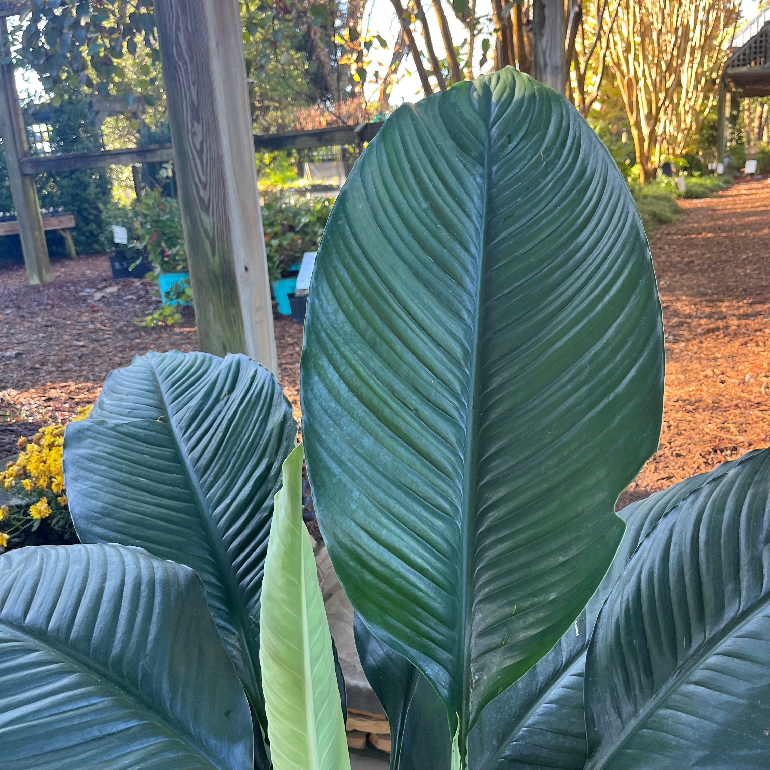 Sensation Peace Lily