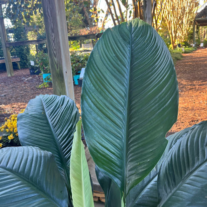 Sensation Peace Lily