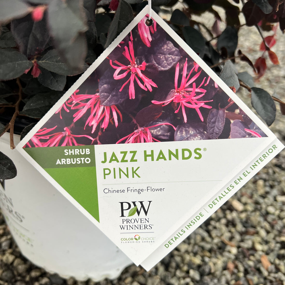 Jazz Hands Pink Loropetalum 3 Gal