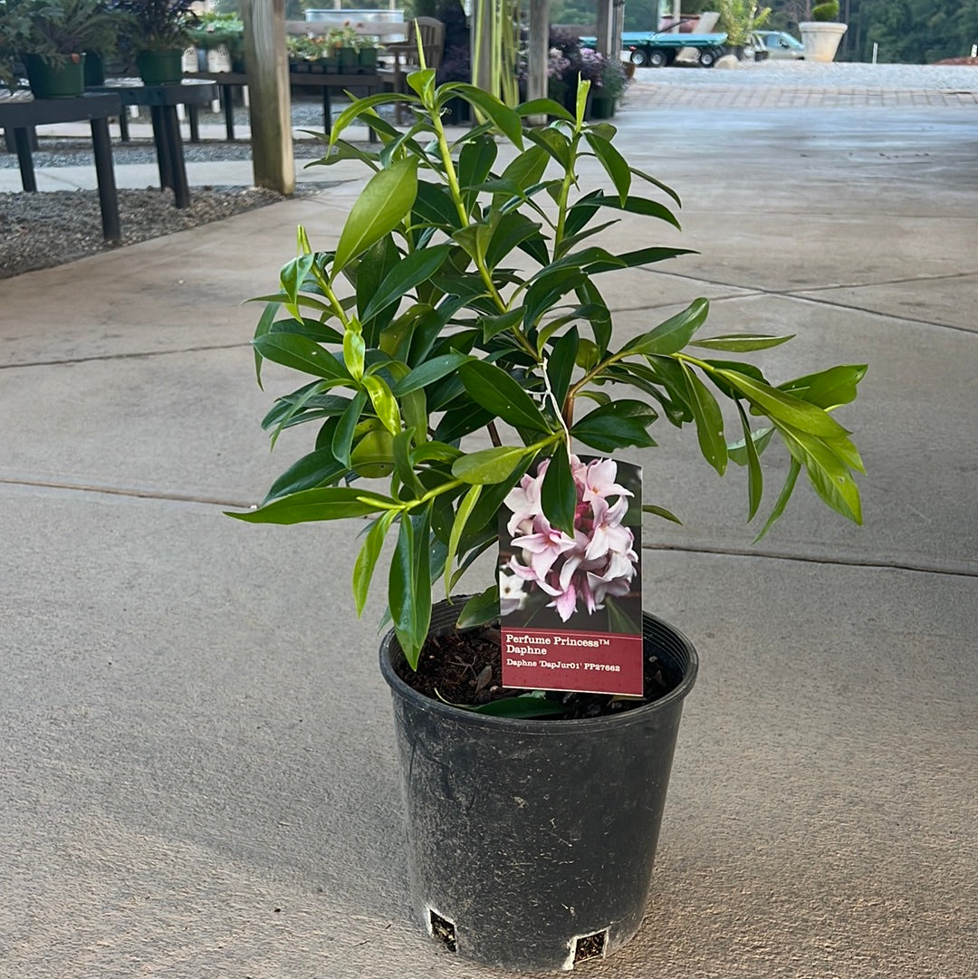 Perfume Princess Pink Daphne