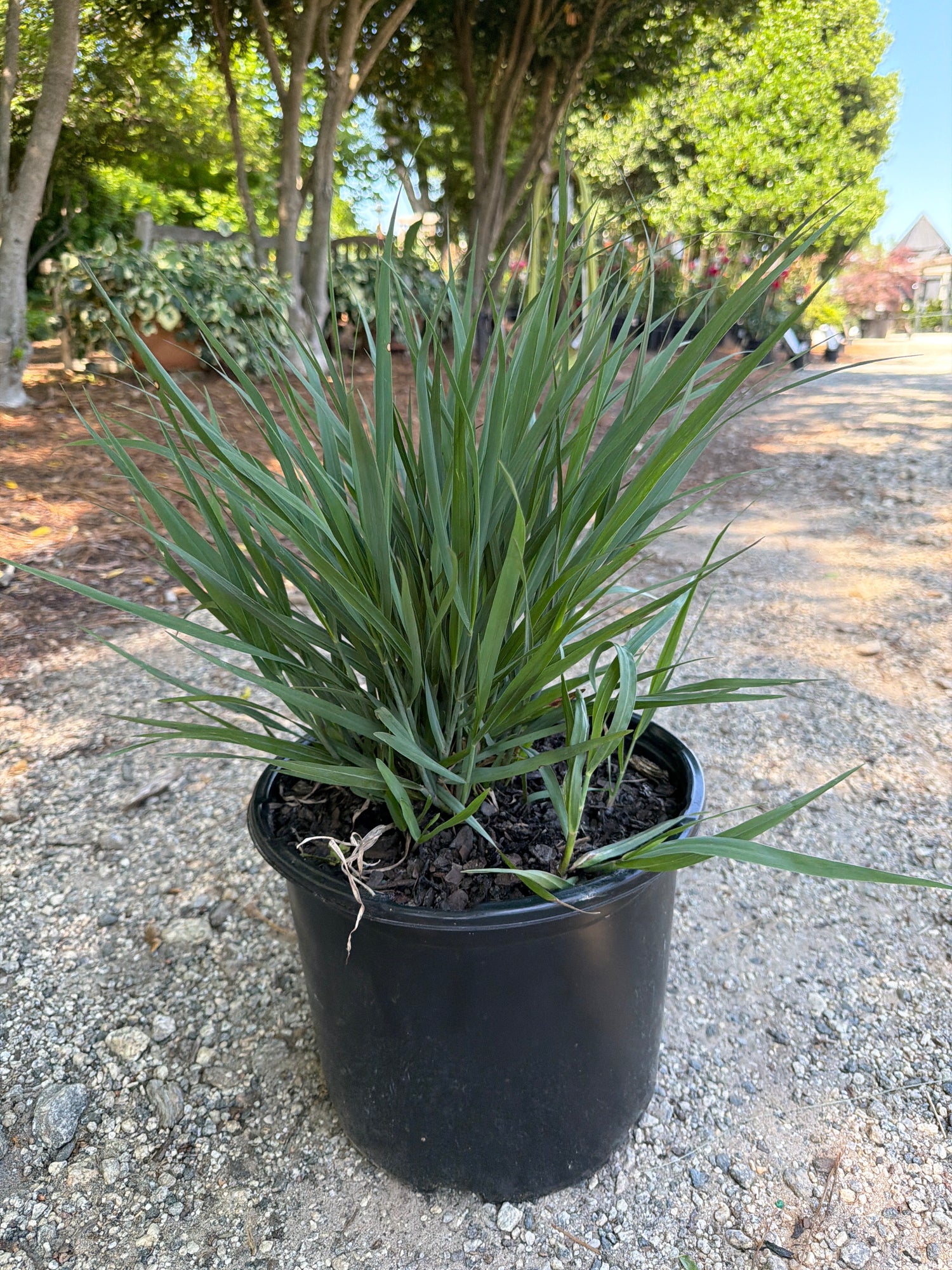 Smoky Rose Switch Grass