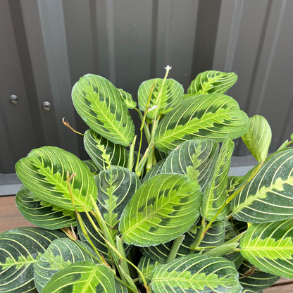 Lemon Prayer Plant (Maranta)