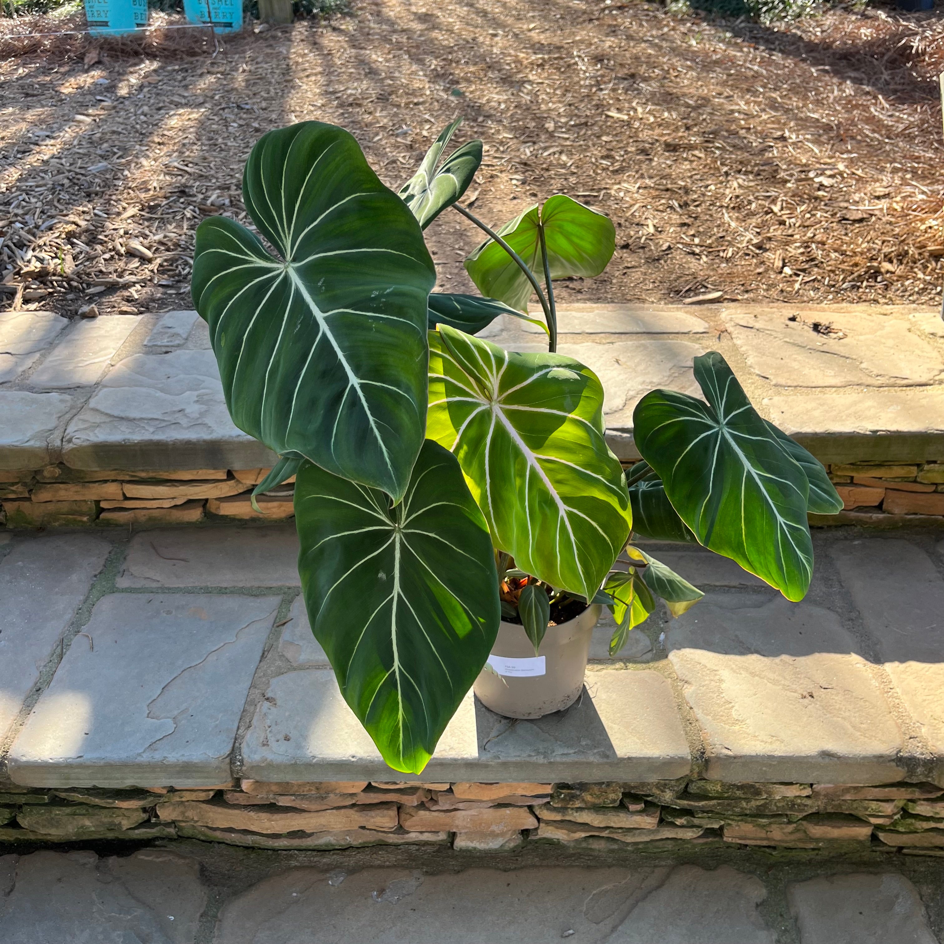 philodendron gloriosum sverige Philodendron Gloriousum – Lichtenfelt's