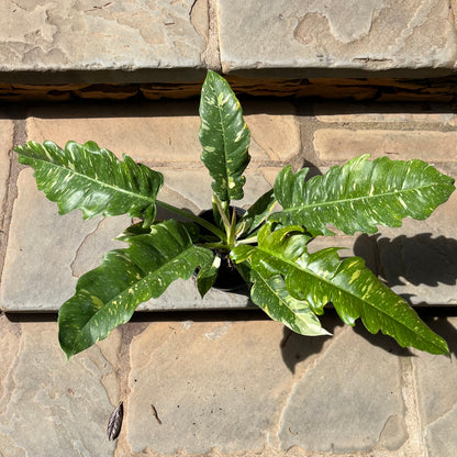 Ring of Fire Philodendron