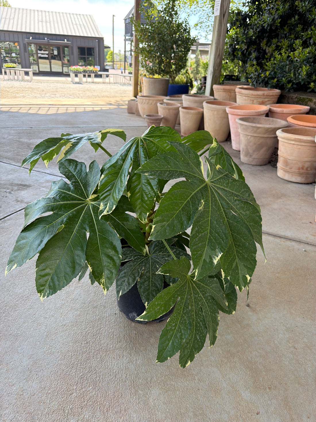Variegated Fatsia