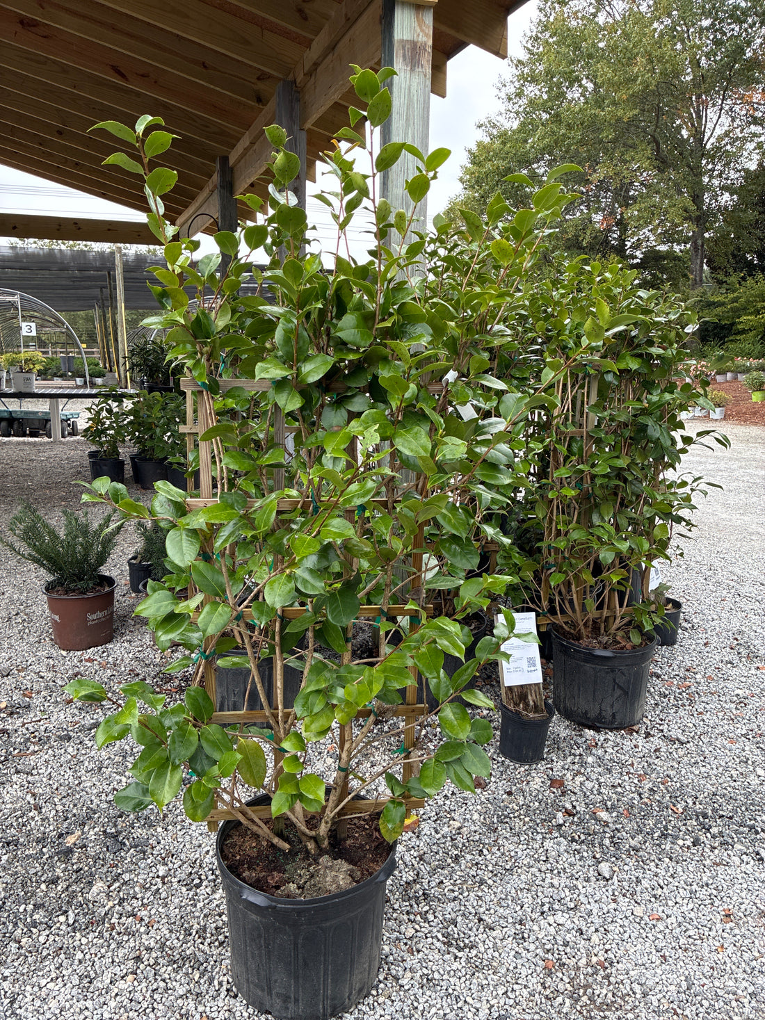 April Tryst Camellia