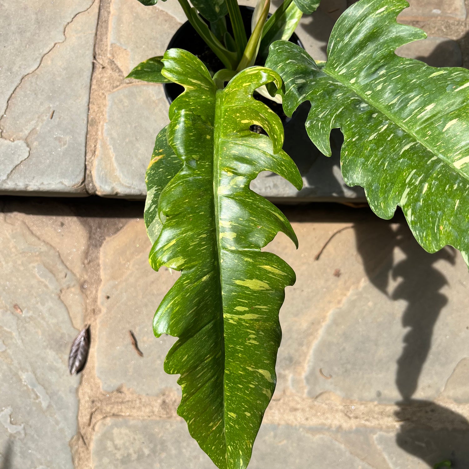 Ring of Fire Philodendron