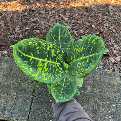 Reflector Dieffenbachia