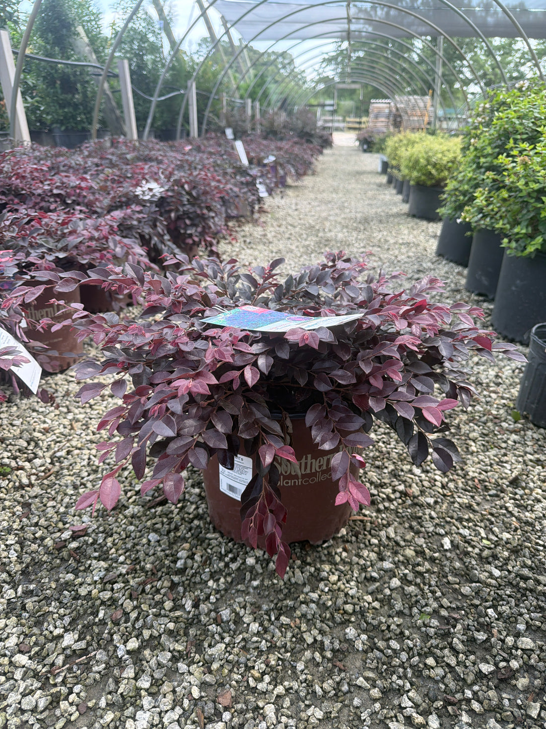Purple Daydream Loropetalum