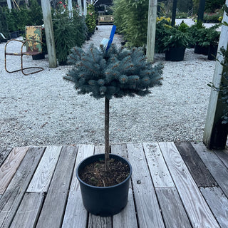 Globosa Blue Spruce 6G/Patio