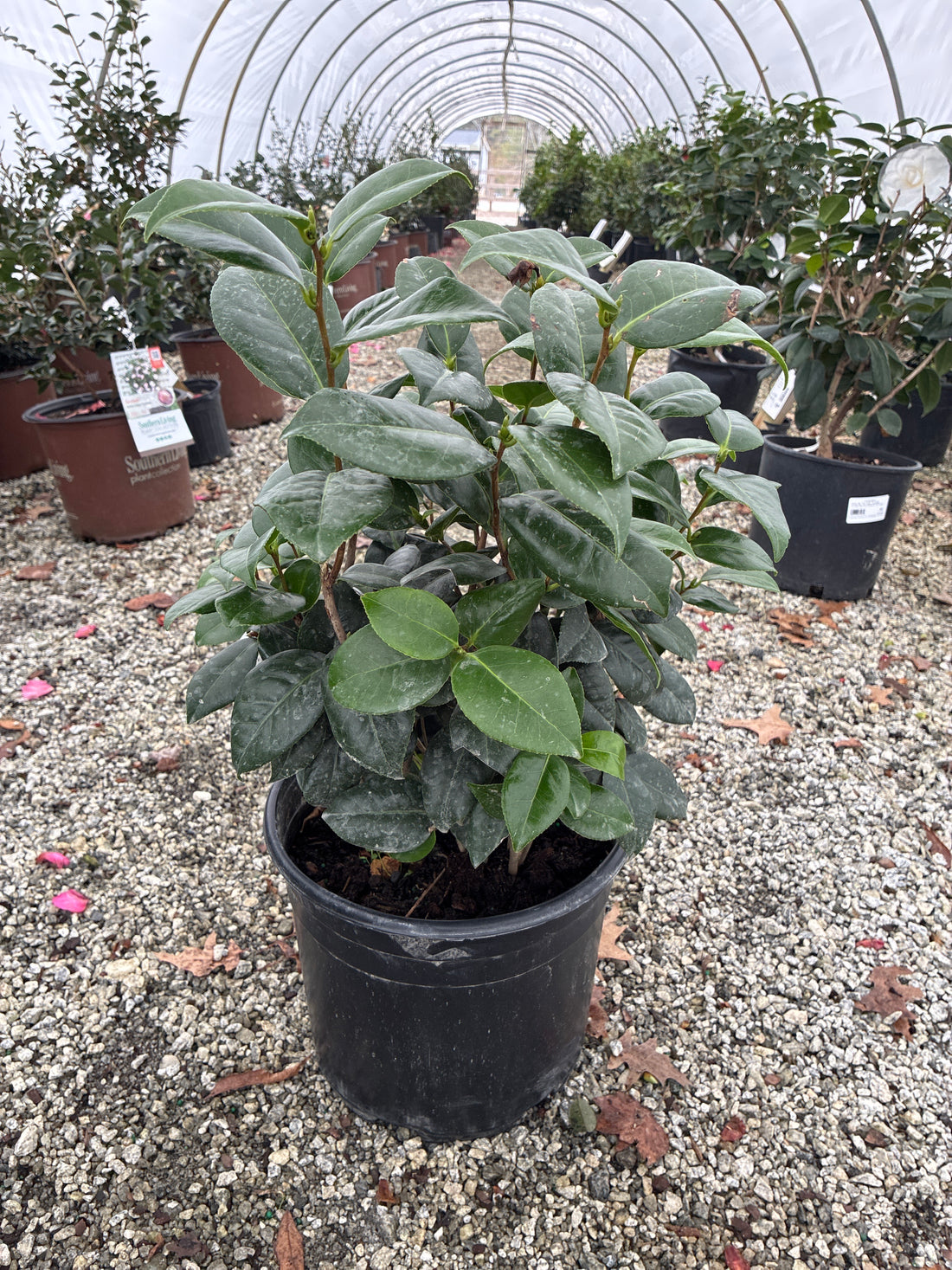 White by the Gate Camellia
